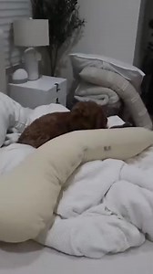 23 weeks: Our evening routine 🏡 #tbt #PregnancyJourney #Routine #FamilyLife #NightTime #HealthyHabits #reels | Jatie Vlogs