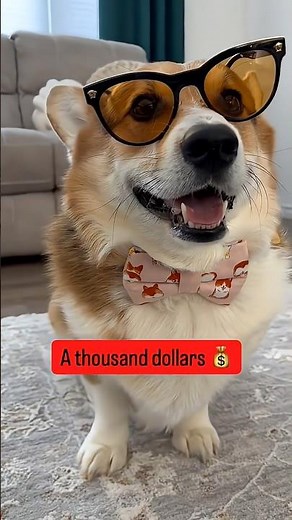 Every corgi needs a bucket list 🐶 What’s on yours? #corgis #dog