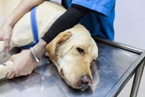EPILEPSIA EN PERROS - Causas, síntomas y tratamiento