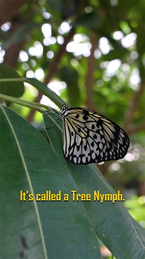 Spread your wings and fly with these awesome butterflies on the Rainforest Trail! #sixflagsdiscoverykingdom #sixflags #butterfly #entomologist | Six Flags
