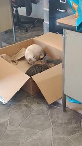 City of Herrin Animal Control on Reels