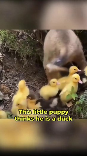 Husky Paws | Husky Paws | Facebook