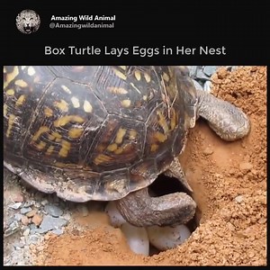 3K views · 49 reactions | Box Turtle Lays Eggs in Her Nest ! | Beest | Facebook