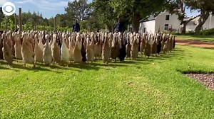 3.1K views · 119 reactions | VINEYARD DUCKS: Around 500 Indian runner ducks hunt for bugs and snails at a vineyard in South Africa to work as a natural pest control. The animals help the owners stay away from pesticides and synthetic fertilizers. Watch as the ducks go to work patrolling the grapevines. | WIFR TV | Facebook