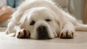 Contenu Chien blanc Golden Retriever étendu : vidéo de stock (100 % libre de droit) 3559778823 | Shutterstock