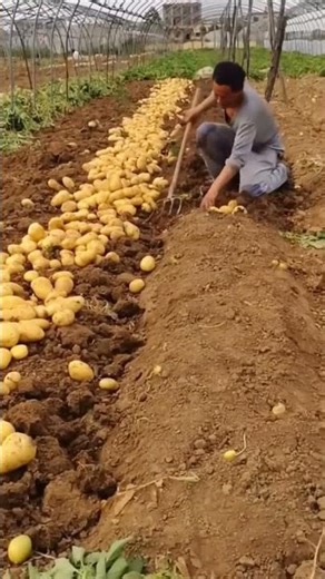 Digging process of fresh potatoes on the farm