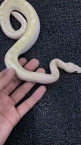 My fav Banana Bamboo ball python 🐍