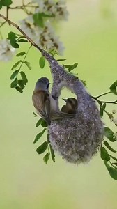 Eurasian Penduline tit nesting. (Remiz pendulinus) | BIRDS & Nature