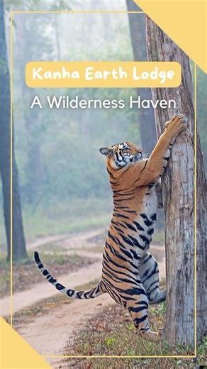 Kanha Earth Lodge has won various accolades for its impeccable hospitality and is popular amongst guests for its unique architecture. Bespoke experiences offered include river picnic, hill trek, alfresco meals, tribal dinner, nature walk and the jungle safaris to witness the majestic wildlife of #kanhanationalpark Explore more about this eco luxe wildlife lodge in Kanha where your holiday translates to a homecoming with myriad forest experiences. #resortsinkanha #resortsinindia #wildlifelodges #