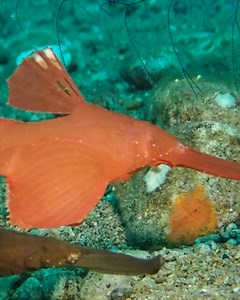 Robust ghostpipefish, masters of camouflage resembling floating debris, are found in pairs or small groups in tropical waters, showcasing mimicry and unique reproductive strategies. #fish #ocean #duo | Critter Hunter