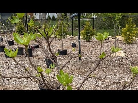 Root Pruning My Inground Fig Trees