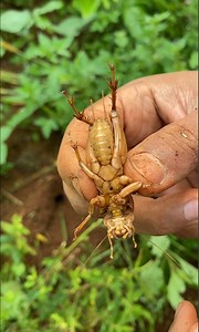 4.1K views · 69 reactions | 200 venomous ants attack massive crickets in deep hole so amazing | NaturalLife IQ | Facebook
