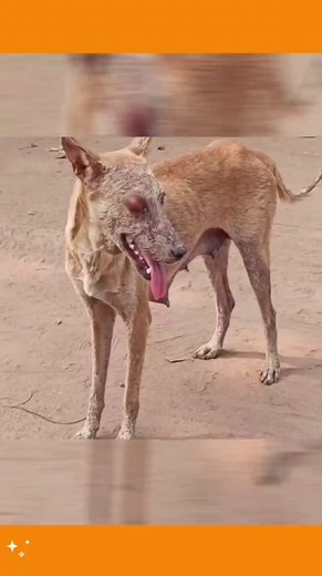 Mother Dog Eye Popped Out after Accident #motherdog #rescue #reelsinstagram #dogs #injureddog #animalrescue | Star Network Rescue