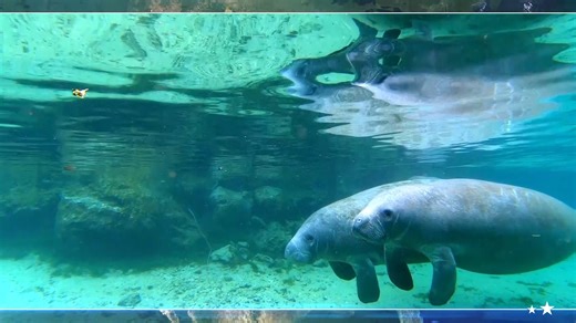 1.5K views · 143 reactions | Today on Wildlife Nation, witness firsthand the efforts in manatee conservation, habitat restoration, and the compassionate care of injured manatees leading to an emotional release back into the wild, underscoring the intertwined fate of culture, wildlife, and conservation! | Wildlife Nation | Facebook
