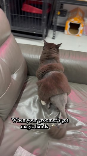 Serving looks and curves, fresh from the grooming table 😽🔥 #ChonkyCat #FluffyBooty #cattransformation #CatGlowUp #FreshFromTheGroomer #TikTokCats #RoundAndProud #CatLoafMode #FelineFashion #GroomingQueen | Cats Garage Singapore