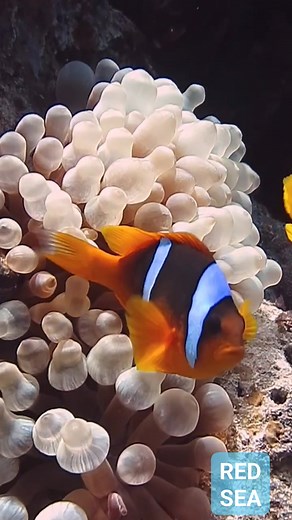 Red sea beautiful clown fish from Blue Hole 錄視 #clownfish #bluehole #DiveDahab#reelsviralシ #reelsfypシ #reelschallenge #underwaterworld #uwphotography #scuba #underwatervideo #underwaterphotography #redsea | Red Sea Diving | Facebook