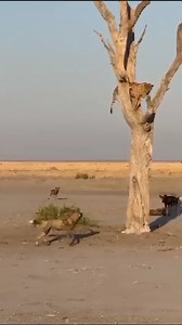 19 reactions | The sight of wild dogs chasing a cheetah is a dramatic...