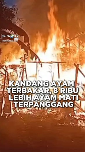 10K views · 99 reactions | Kebakaran hebat melanda peternakan ayam di...