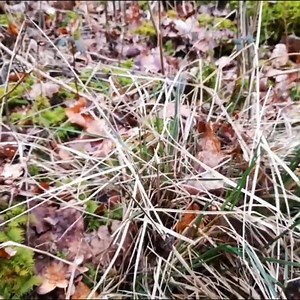 Starting A Fire With Knife, Ferro Rod & Birch Bark In Damp Conditions | Bushcraft & Survival Skills! | WildBeare
