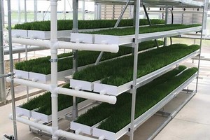 [Hot Item] Agricultural Hydroponics Fodder Gutter Hydroponic Growing Green Fodder System for Cattle