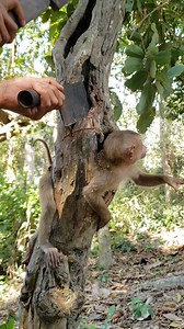 Spotted a very pity tree rat really in danger now #Poorlittlemonkey #Babymonkey #Helpbabymonkey #Recusemonkey #Babymonkey #Sadbabymonkey #monkeylove # | โรงเรียนศรีอินทราทิตย์พิทยาคม