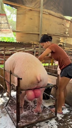 Pig Farming Basics: 5 Feeding Mistakes #PigCare #FarmLife #PigFeed