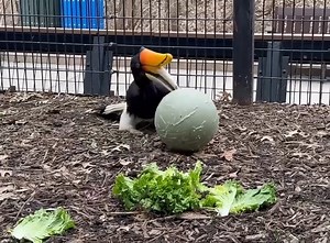 Rhinoceros hornbill Raja had fun exploring some new enrichment this morning! Video by Maddy, senior animal care specialist | Kansas City Zoo & Aquarium