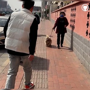 69K views · 4.5K reactions | Woman brings dog on the street to give to stranger, and its strange reaction. #rescue #dog #animals #animalrescue | Animal Rescuers United | Facebook