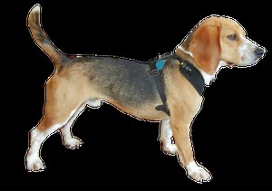 Bed Bug Dog | Cowboy Pest Management | Oklahoma