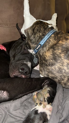 When y’all ask if they’re getting along ❤️ #Trooper and #Lucy | Bluegrass and Lashes