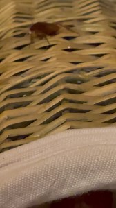 Vous avez une phobie ? 😂😂😂🪳🕷 #nuitblanche | Mickaël Pouvin