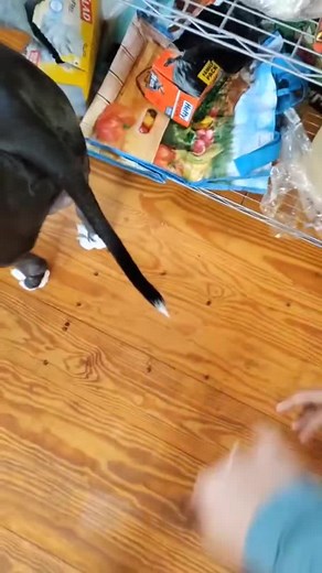 Pup Dipstick on TikTok