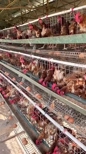 Plus qu'une passion. Élevage de pondeuses en cage . #ABONNEZ_VOUS_A_LA_PAGE #reelsfbシ #noel2023 #BobbyDeol #krampus #benin #agriculture Benin Fruits & Fleurs Élevages Leaders | Benin Fruits & Fleurs