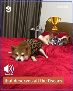 this dramatic shiba inu is basically a theatre doge. | 9GAG Vibes