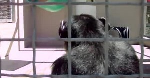 Video: Con tinh tinh gây sốt khi nói tiếng người