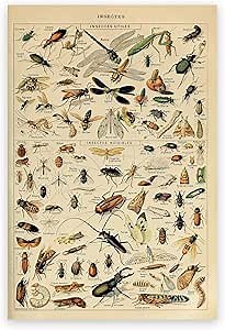 ZZPT Vintage Poster Insect Wall Art - Entomology Identification Reference Chart Farmhouse Canvas Prints Nature Educational Arthropods Poster for Biology Science Classroom Decor Unframed