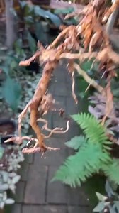 Price me up🖐️🥰 Monstera mint. | Green Leaf Asia