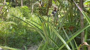 Bungol gyod 😂 | Linglingtv