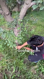 643K views · 4.8K reactions | Apple tree Root Rot ka 100% solution #viral #root problem solution | Gowhar Salam | Facebook