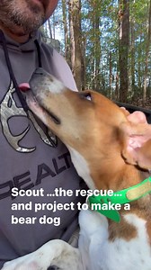 14K views · 812 reactions | Scout getting some lovin’ after seeing the  | Briarwoods GunDogs | Facebook