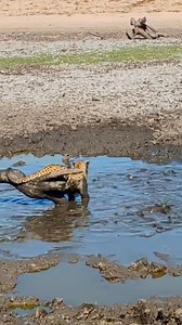 Leopard finds him a muddy catfish | Fischer Wong Bollinger
