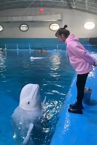 252K views · 10K reactions | Сјајан тренер делфина | Zeljko Vasic | Facebook