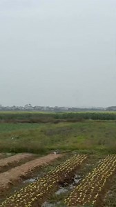 429K views · 8.2K reactions | Mig29 chưa bao giờ khiến tôi phải chán 蠟 #duongquangrc | Dương Quang | Facebook