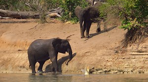 African Crocodile Goes Full 'Tarzan' And Swings From An Elephant's Tail In Surreal Encounter