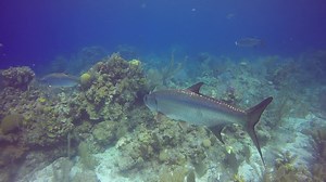 Tarpon are large fish of the genus Megalops. There are two species of...