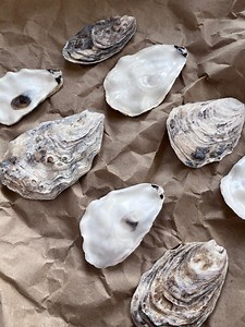 Cleaned Oyster Shells Lids - Etsy Australia
