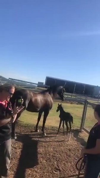 2.3K views · 35 reactions | Dr Louise performing an IGG test on a foal born at EEVS in November 2017. It is important to have an IGG performed on a new born foal 12 hours after it was born. #100%equine #eevs #eevsvet #horsevet #equinevet #drlouisecosgrove #equineveterinary #drlouise #equinecare #horsecare #horse #LockyerValley #EquineVeterinaryService #horsevet #eevshorses #equinevet #louisecosgrove #igg #foal #horsebreeding | Exclusively Equine | Facebook