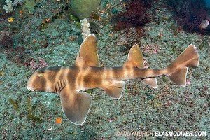 Japanese bullhead shark - Alchetron, the free social encyclopedia