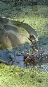 The Challenging Journey || Heron Hunting Eels in the Marsh