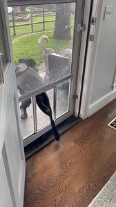 Lab Rescue OK, Inc. on Reels | Facebook